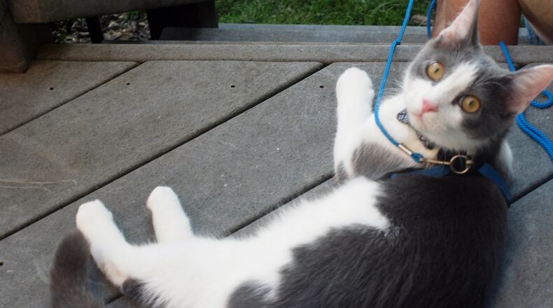 Pip, our 11-month-old kitten: “Whadda mean my litter box stinks?” KARIN SPICER