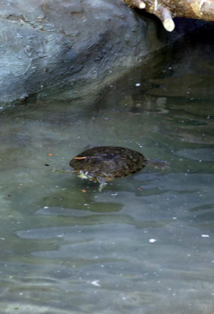 Boonshoft's Discovery Zoo opens