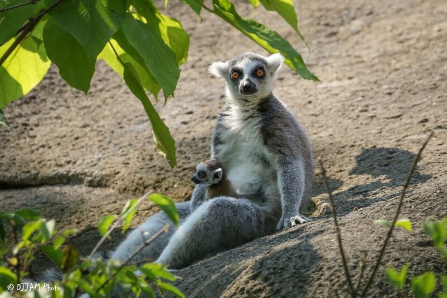 PHOTOS: This first look at Cincinnati Zoo's Zoo babies will be the best part of your day