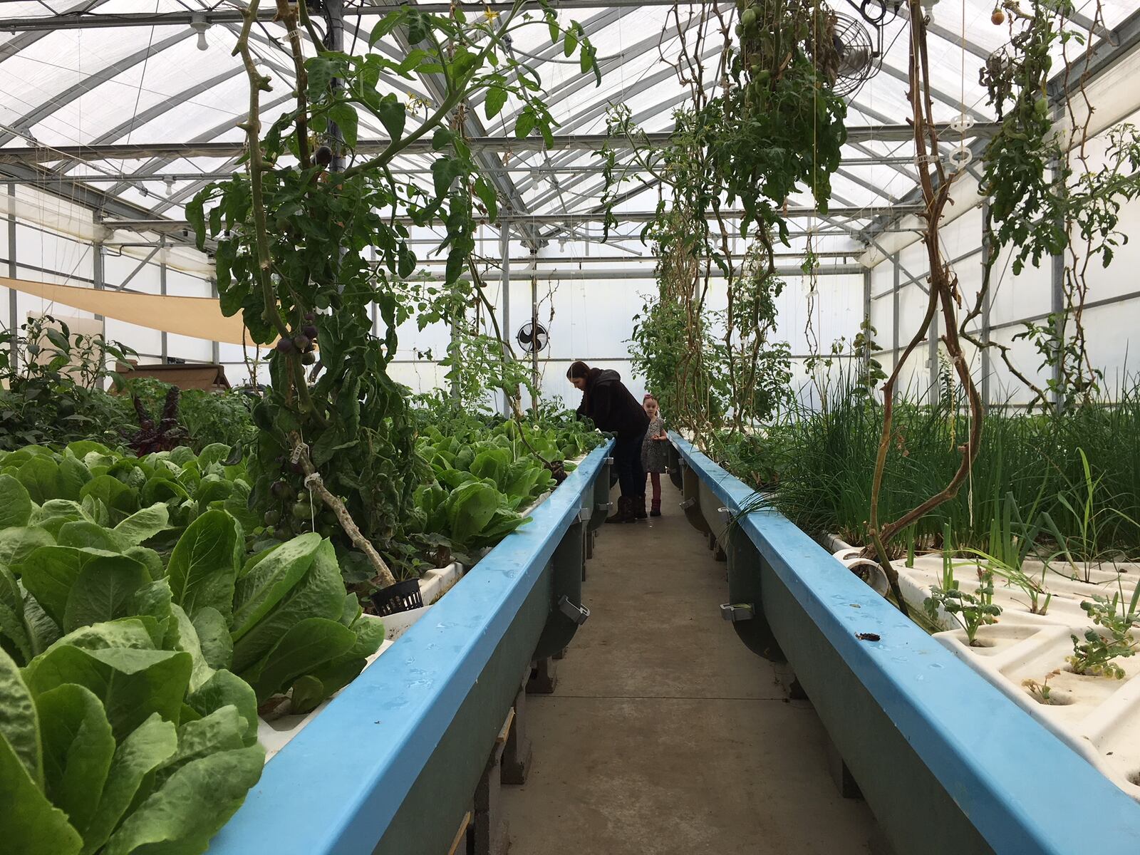 Stephanie Osborne and her daughter Alina do some harvesting from their aquaponic operation on Beaver Valley Road in Beavercreek Twp. RICHARD WILSON/STAFF