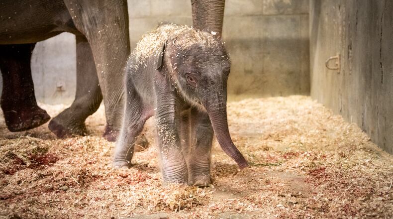 An Asian elephant was born at the Columbus Zoo and Aquarium this week. The calf's mother, 33-year-old Phoebe, carried the baby for 22 months. The calf and mother are doing well. COLUMBUS ZOO AND AQUARIUM