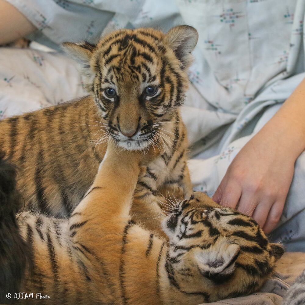 PHOTOS: Fall in love with Cincinnati Zoo babies