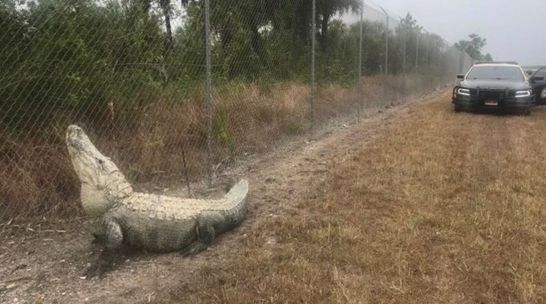 A large alligator was found Sunday morning stuck on the wrong side of a fence used to protect animals from wandering onto a Florida highway. (Florida Highway Patrol/Florida Highway Patrol)