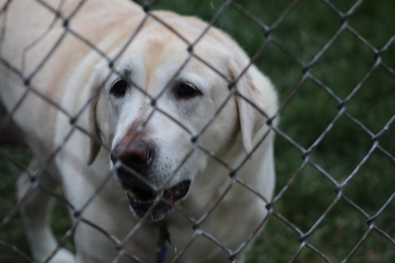 Emily is a Labrador retriever in Dayton. She is 8 years old. CORNELIUS FROLIK / STAFF
