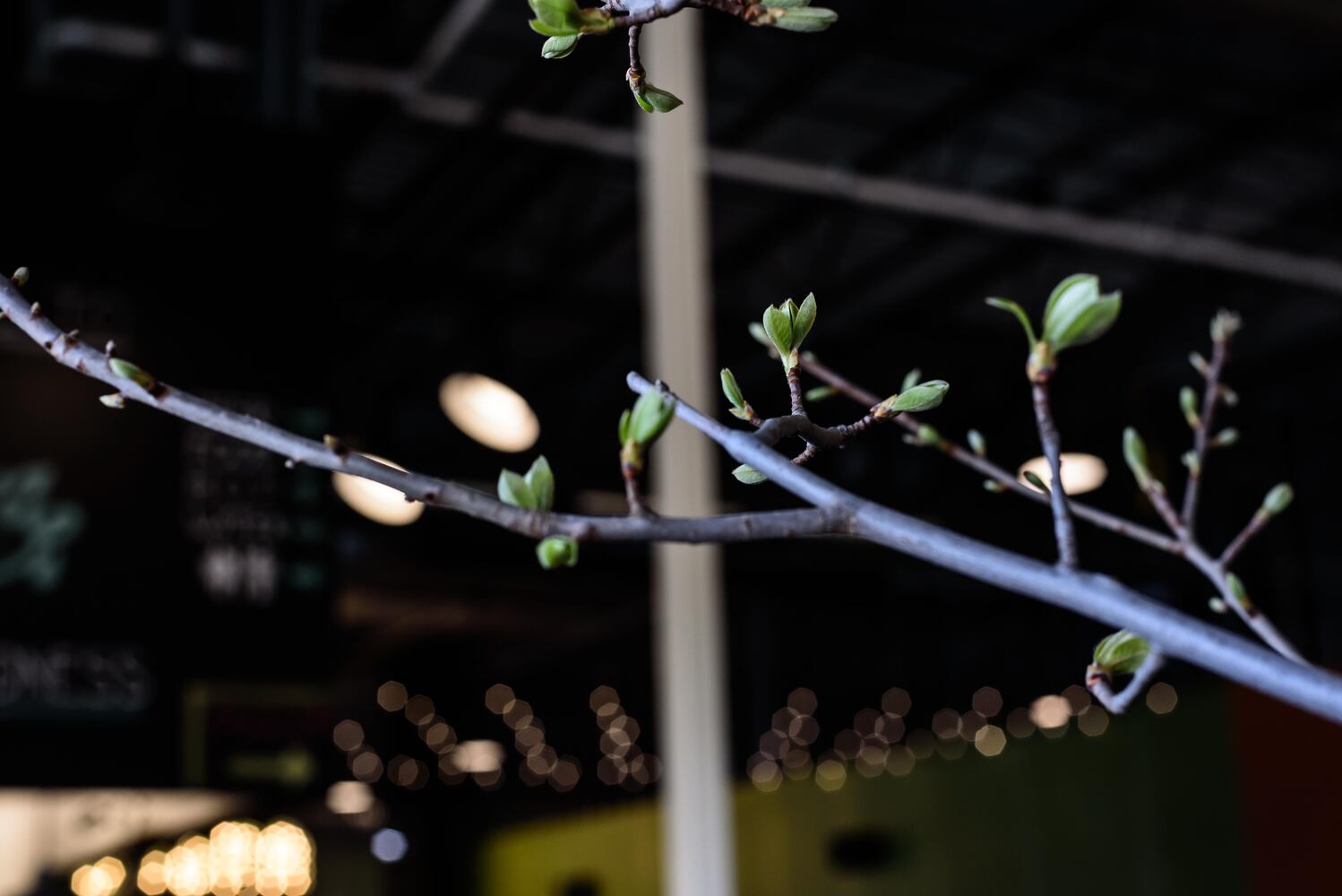 PHOTOS: Kettering Tree Love at Eudora Brewing Company