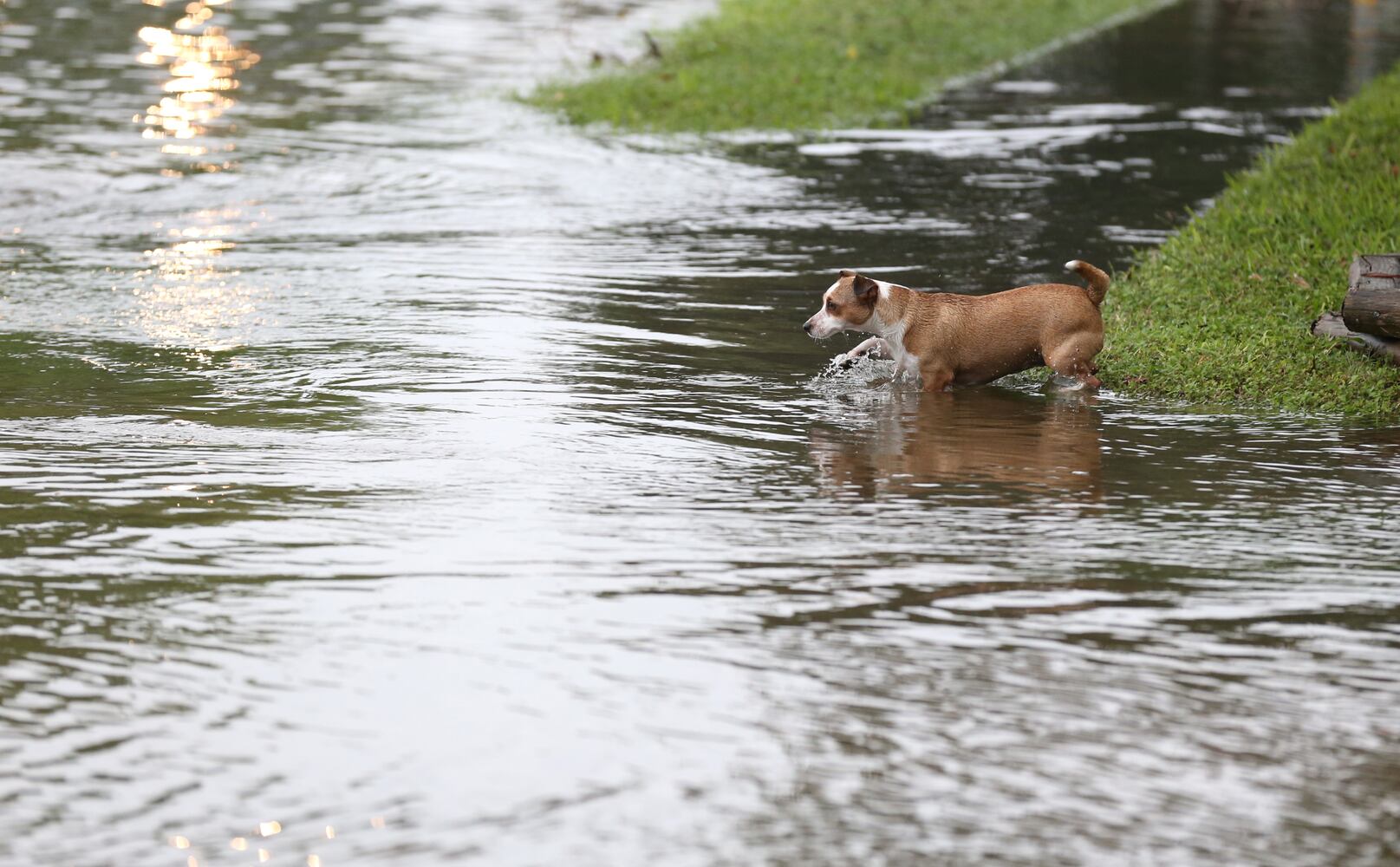 News hounds (5/14/15)