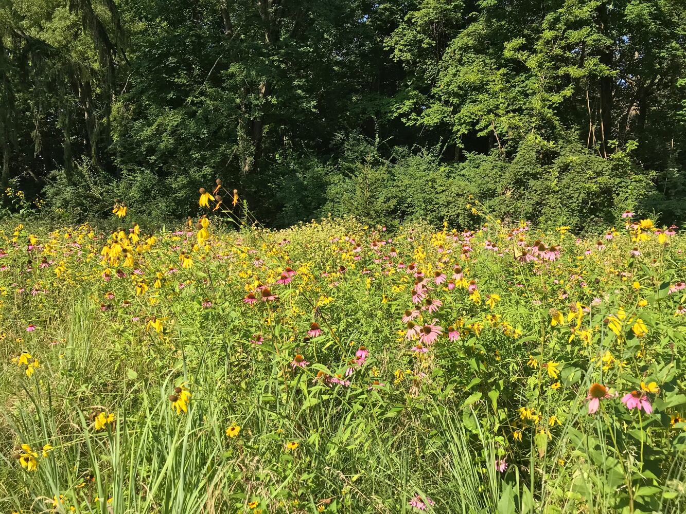 PHOTOS: This hidden park on the side of the road might be one of Dayton’s most peaceful spots
