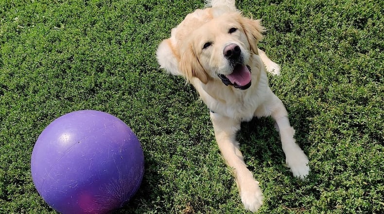 Sudsy is a 4 Paws for Ability service dog. CONTRIBUTED