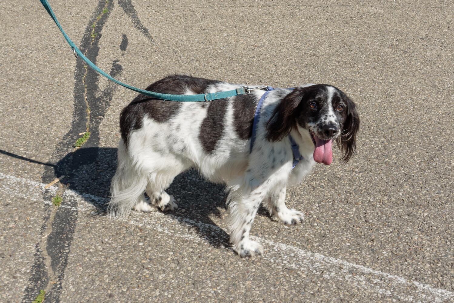 PHOTOS: Did we spot you and your doggie during the Furry Skurry 5K & Furry Fest at Eastwood MetroPark?
