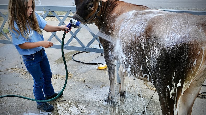 Ashleigh Eley, age 7, gives her cow Mini a bath Wednesday Aug. 17, 2022 at the Miami County Fair. MARSHALL GORBY \STAFF