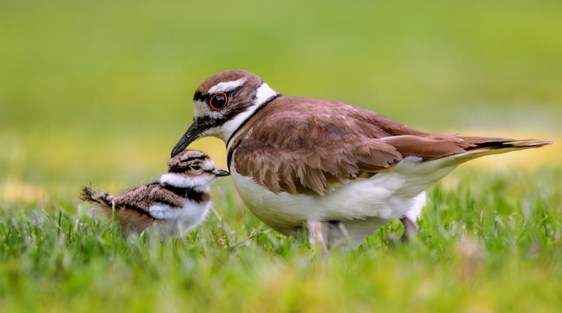 A photo of a killdeer and its chick will be featured on the 2026 Ohio Wildlife Legacy Stamp. JENNIFER BECK/CONTRIBUTED BY ODNR