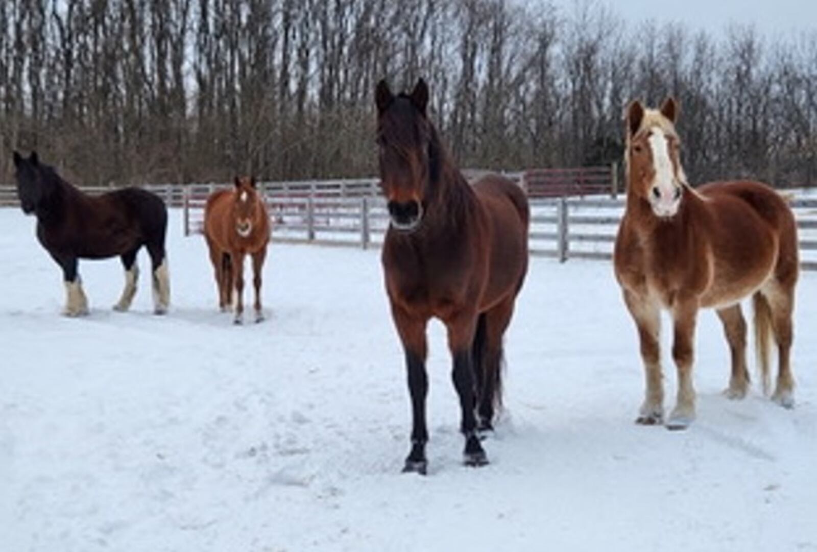 The horses at Carriage Hill MetroParks spend time in a snowy field recently. CONTRIBUZTED