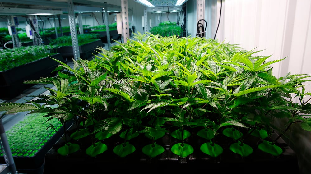 Young cannibus plants grow hydroponically at Pure Ohio Wellness Monday, Dec. 4, 2023. BILL LACKEY/STAFF