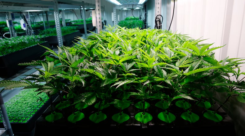 Young cannibus plants grow hydroponically at Pure Ohio Wellness Monday, Dec. 4, 2023. BILL LACKEY/STAFF