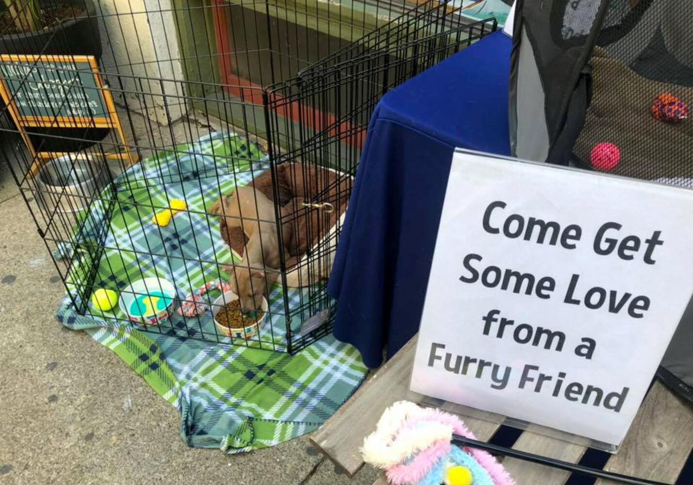PHOTOS: Animals offer loving snuggles in the Oregon District