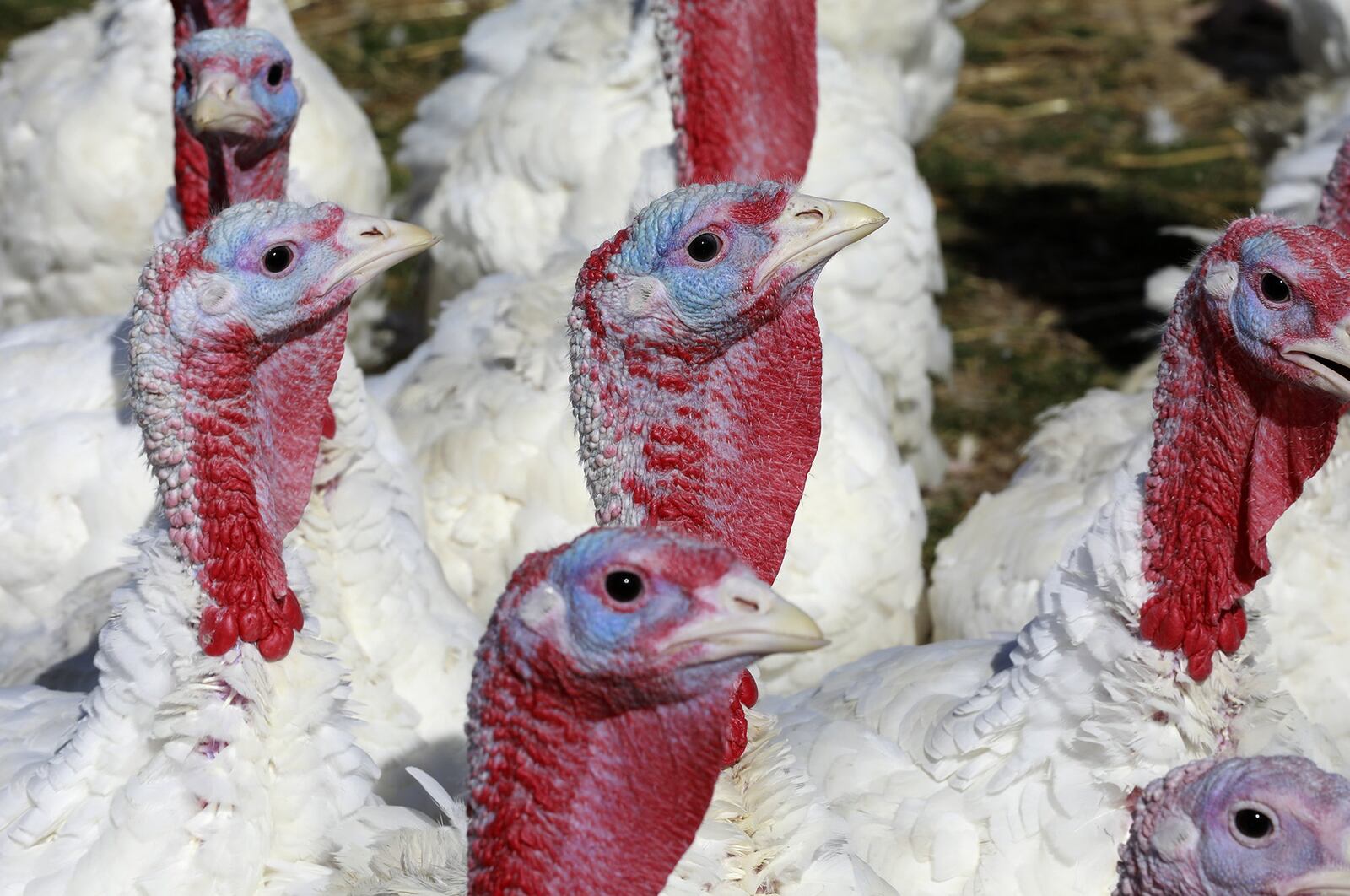 Tom turkeys at the Bowman&Landes Turkey Farm in Miami County. Bill Lackey/Staff