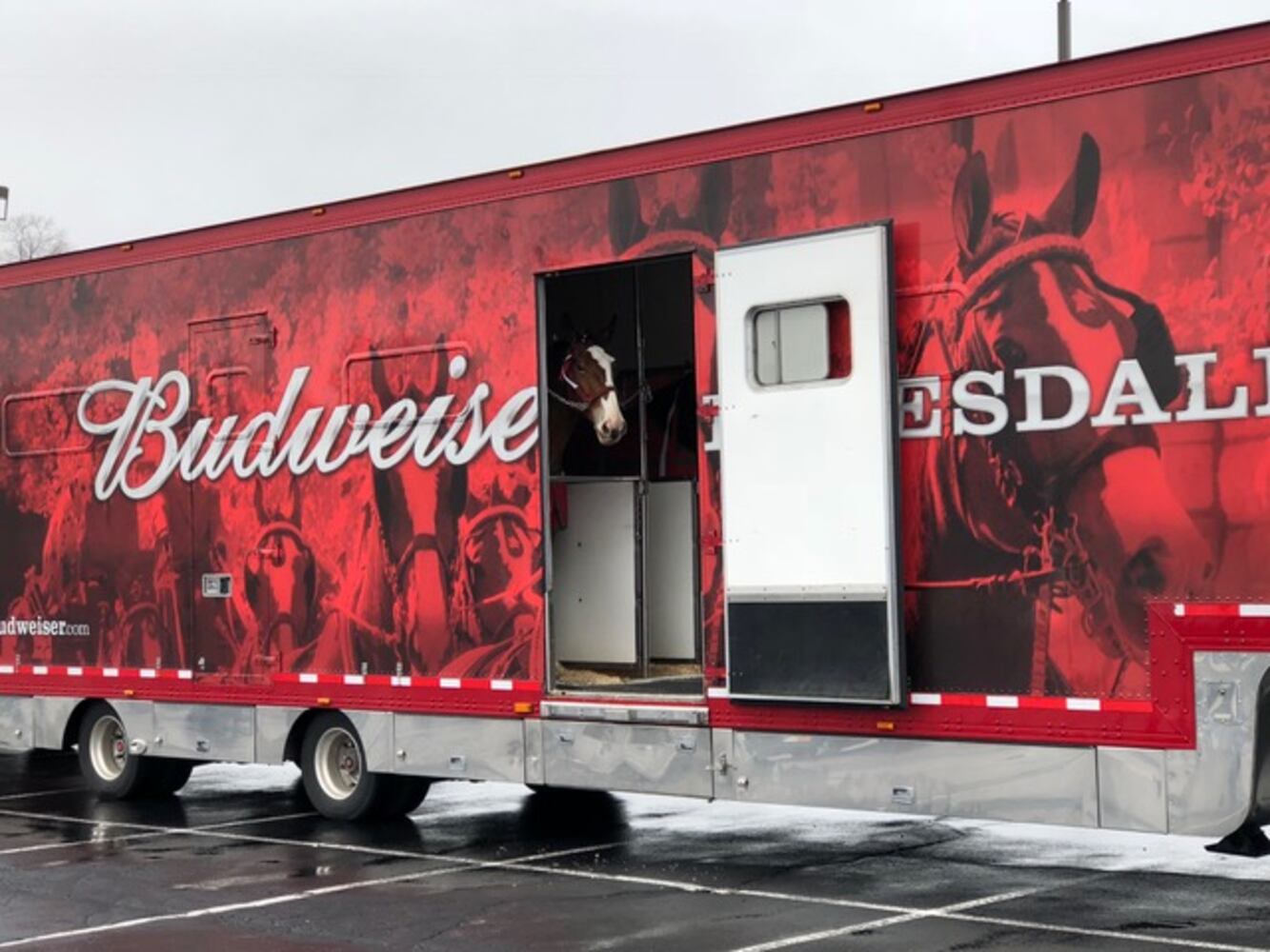 PHOTOS: The Budweiser Clydesdales are in Dayton