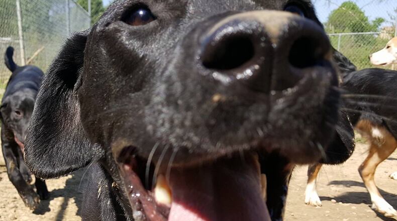 Teddy's "sniffer" is always up to sniffing anytime, anyplace, anywhere. FRANCIS KENNELS / CONTRIBUTED.