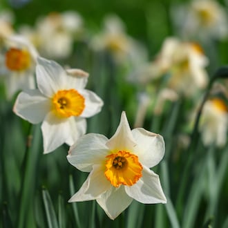 Some of the best areas to see blooms around Dayton include Aullwood Garden MetroPark near Englewood, Cox Arboretum MetroPark in Dayton and Wegerzyn Gardens MetroPark in Dayton. BRYANT BILLING / STAFF