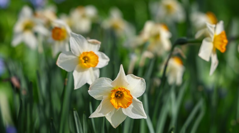 Some of the best areas to see blooms around Dayton include Aullwood Garden MetroPark near Englewood, Cox Arboretum MetroPark in Dayton and Wegerzyn Gardens MetroPark in Dayton. BRYANT BILLING / STAFF