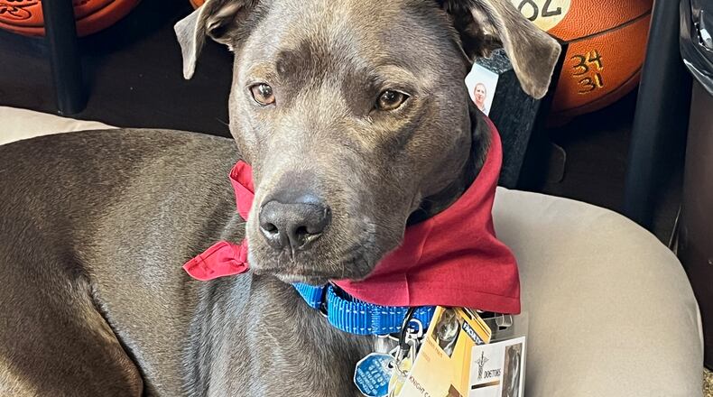 Dash – short for Dashuri which means “love” – is the much-beloved therapy dog of Chris Hart, the Hall of Fame basketball coach and athletics director at Alter High School. CONTRIBUTED