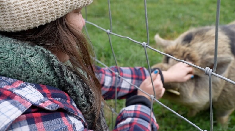 Ellie Mae Mitchell pets a pig at Aberlin Springs, a development in Warren County built around a working farm. Mitchell says the team tries to use no pesticides and other synthetic products bigger farms sometimes do. KEITH BIERYGOLICK/WCPO