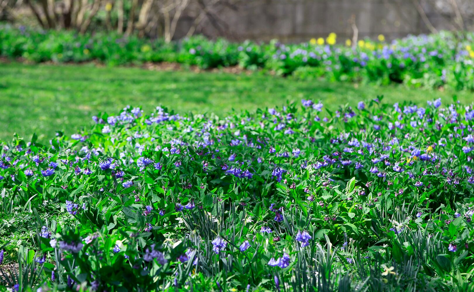 Virginia Bluebells bloom at Aullwood Garden MetroPark