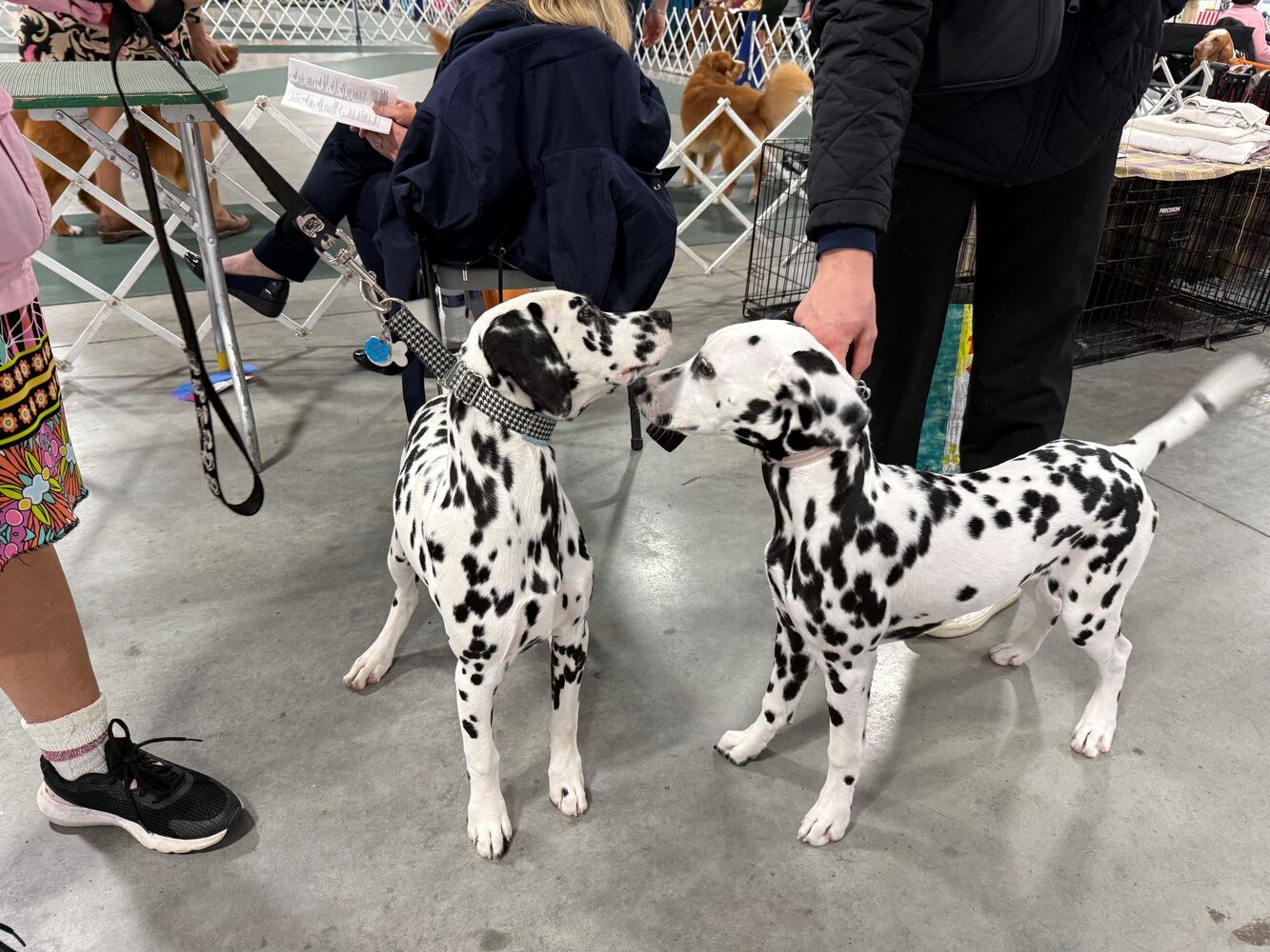 Fort St. Clair Kennel Club Dog Show