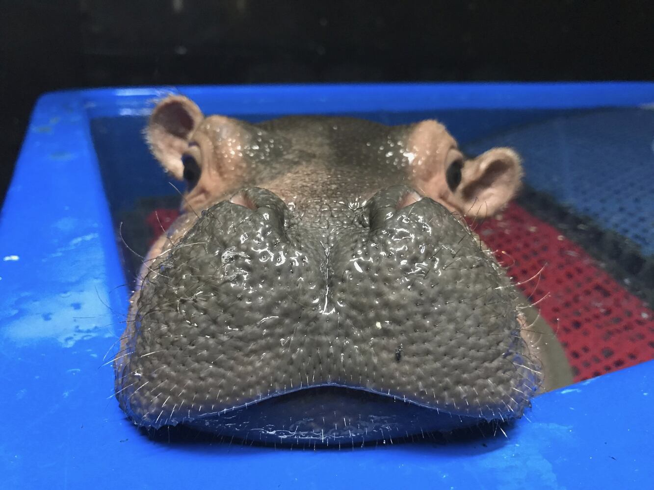 How long can Fiona rely on her cute appeal?