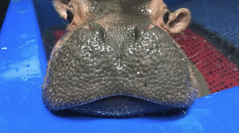 In this Thursday, March 23, 2017, photo provided by the Cincinnati Zoo & Botanical Garden, a baby Nile hippopotamus born prematurely Jan. 24, 2017, and named Fiona rests her chin on the rim of a tub in her enclosure at the zoo in Cincinnati. (Angela Hatke/Cincinnati Zoo & Botanical Garden via AP)