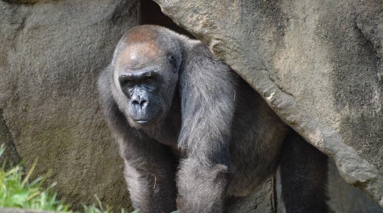 Samantha the gorilla, the Cincinnati Zoo's oldest mammal, died on Sunday, March 29, 2020 at the age of 50. WCPO-TV