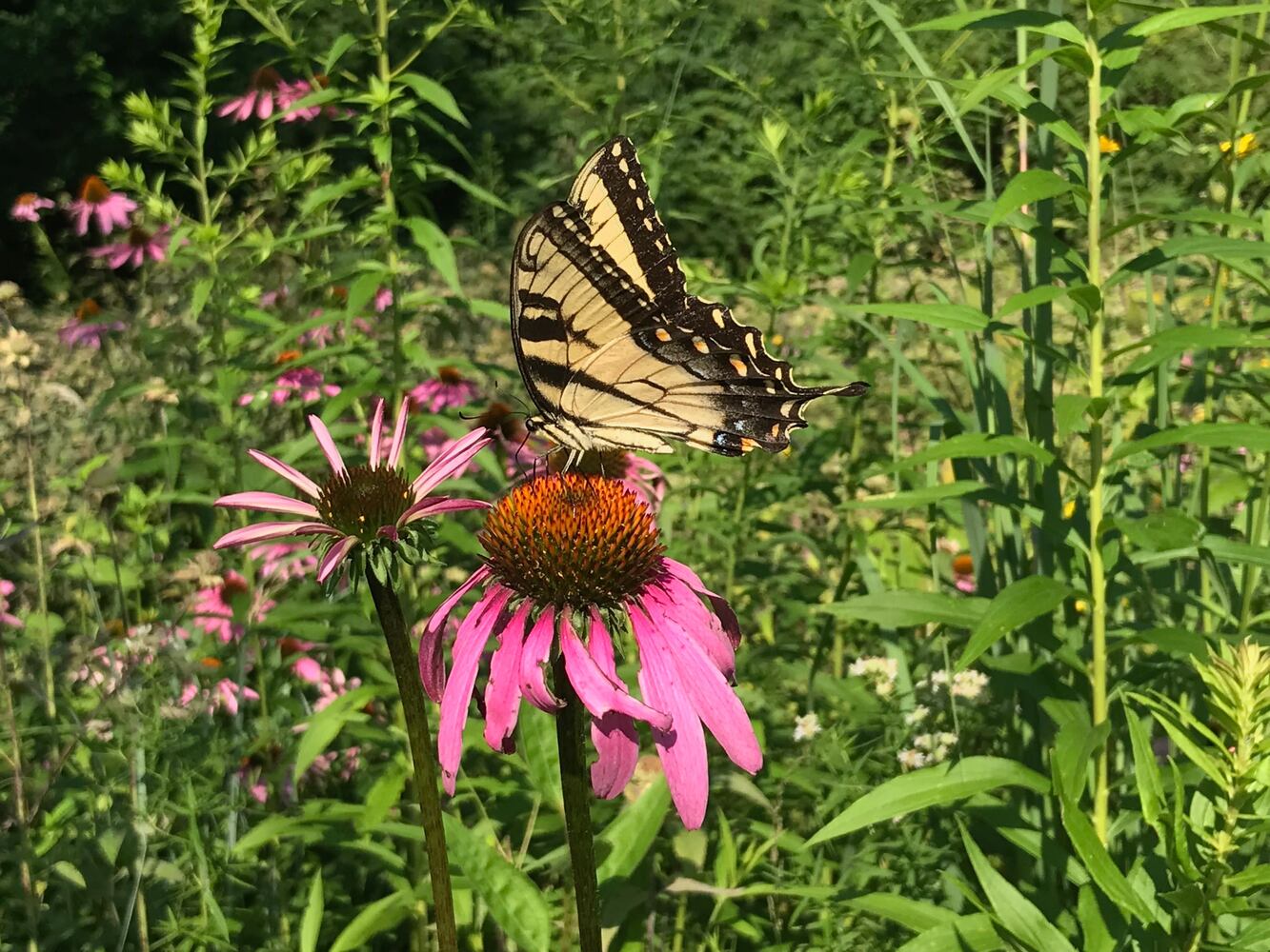PHOTOS: This hidden park on the side of the road might be one of Dayton’s most peaceful spots