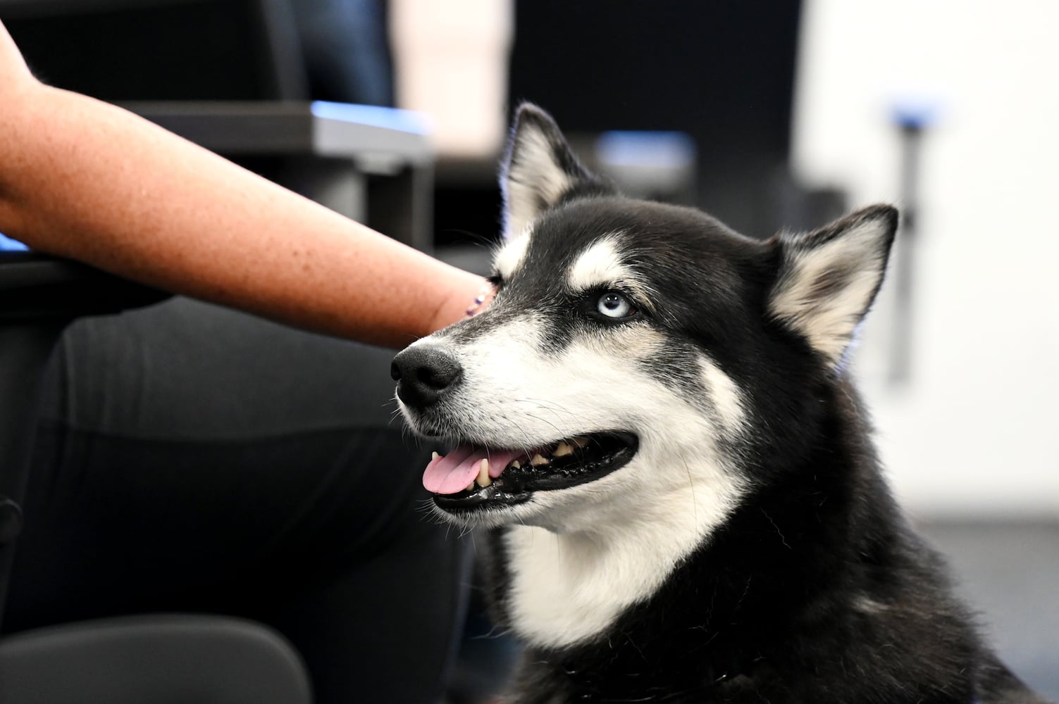 Hamilton City Schools therapy dog