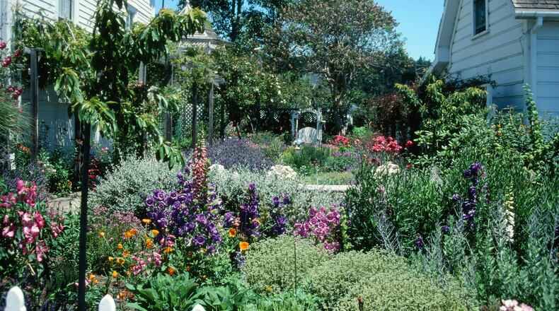 Semi-dwaf fruit trees make excellent spot screens in smaller gardens that offer the bonus of annual fruit. (Maureen Gilmer)