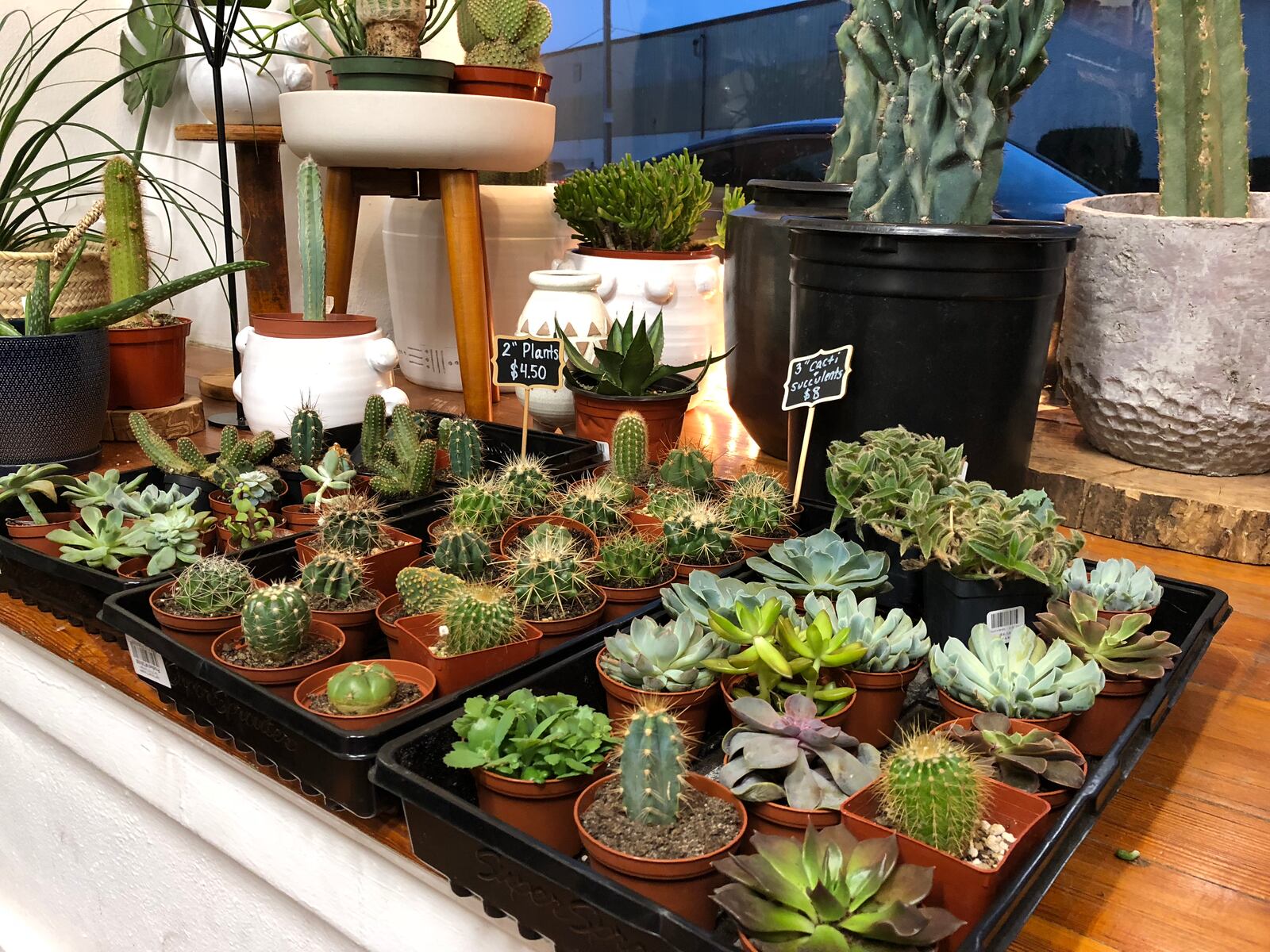Plants at Luna Gifts & Botanicals. CONTRIBUTED