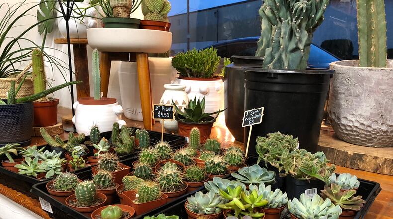 Plants at Luna Gifts & Botanicals. CONTRIBUTED