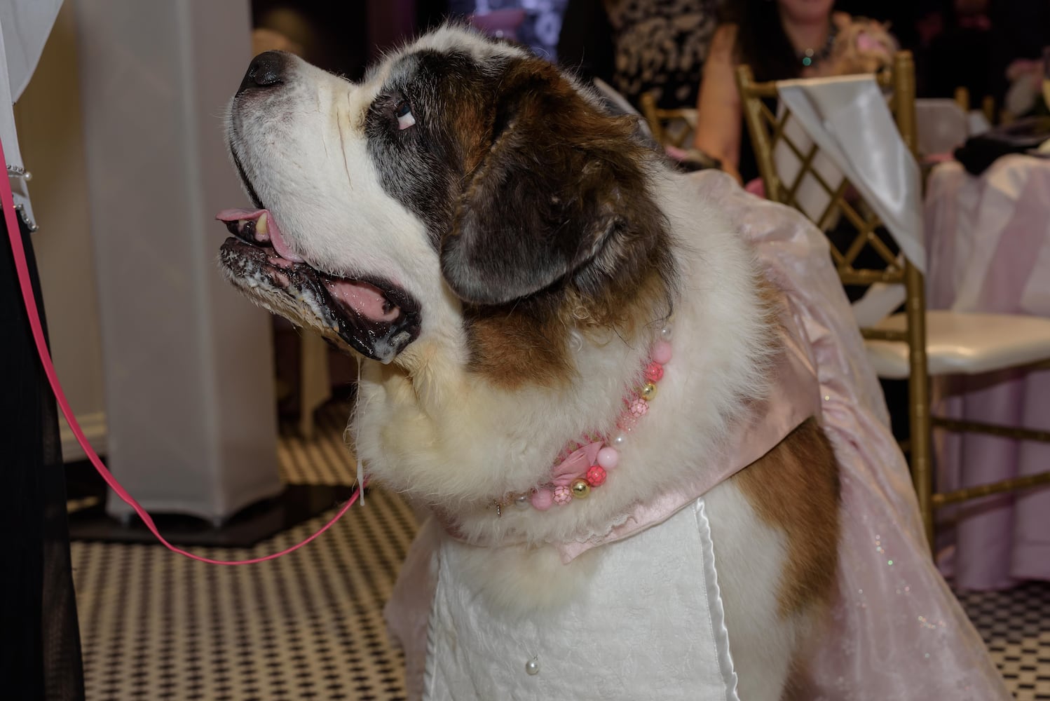 PHOTOS: 2025 Pet Afflaire Gala at the Dayton Arcade