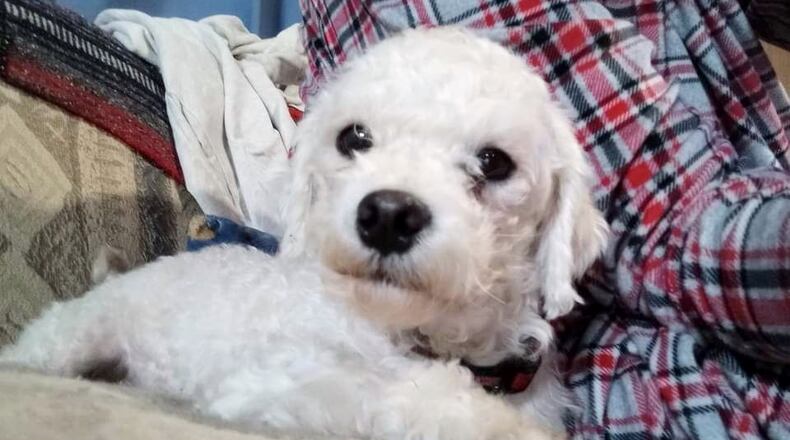 This is Ross, an available Maltese dog at Stray Haven Pet Rescue. His listing is under Maltese Mania Ross. CONTRIBUTED