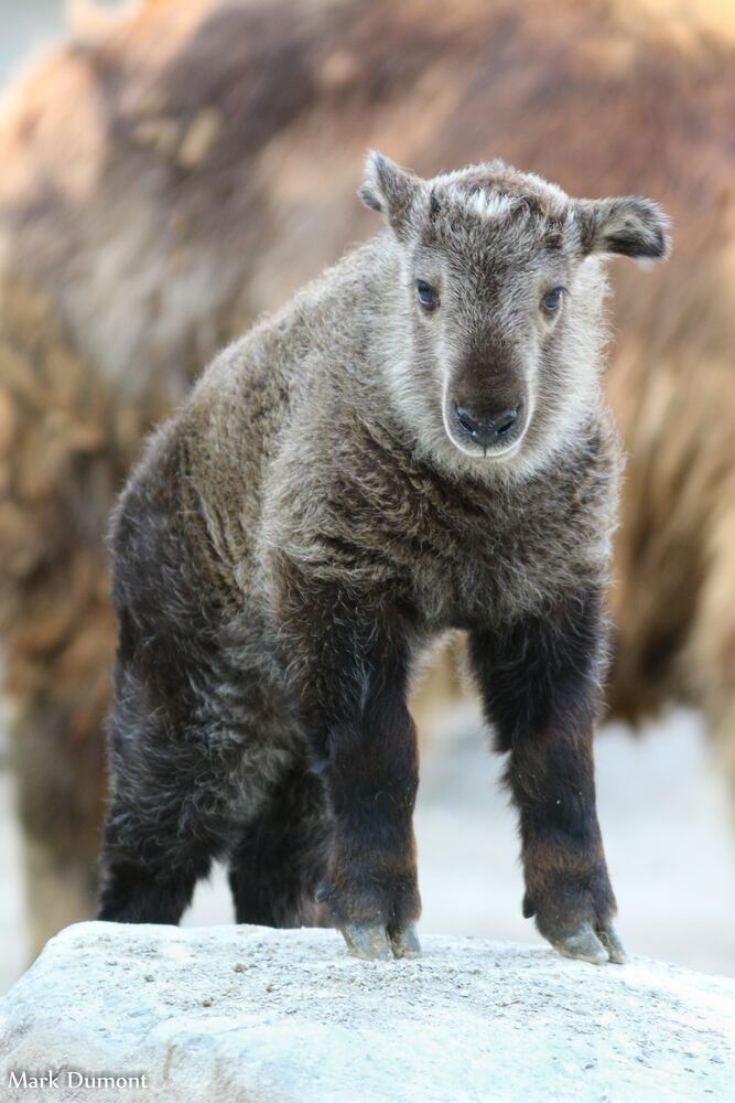 PHOTOS: Fall in love with Cincinnati Zoo babies