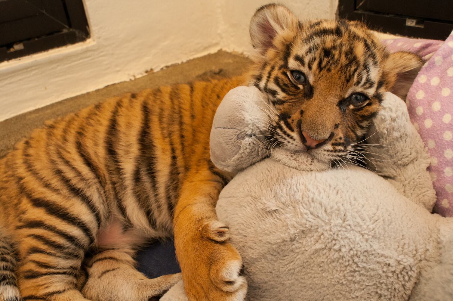 PHOTOS: Fall in love with Cincinnati Zoo babies