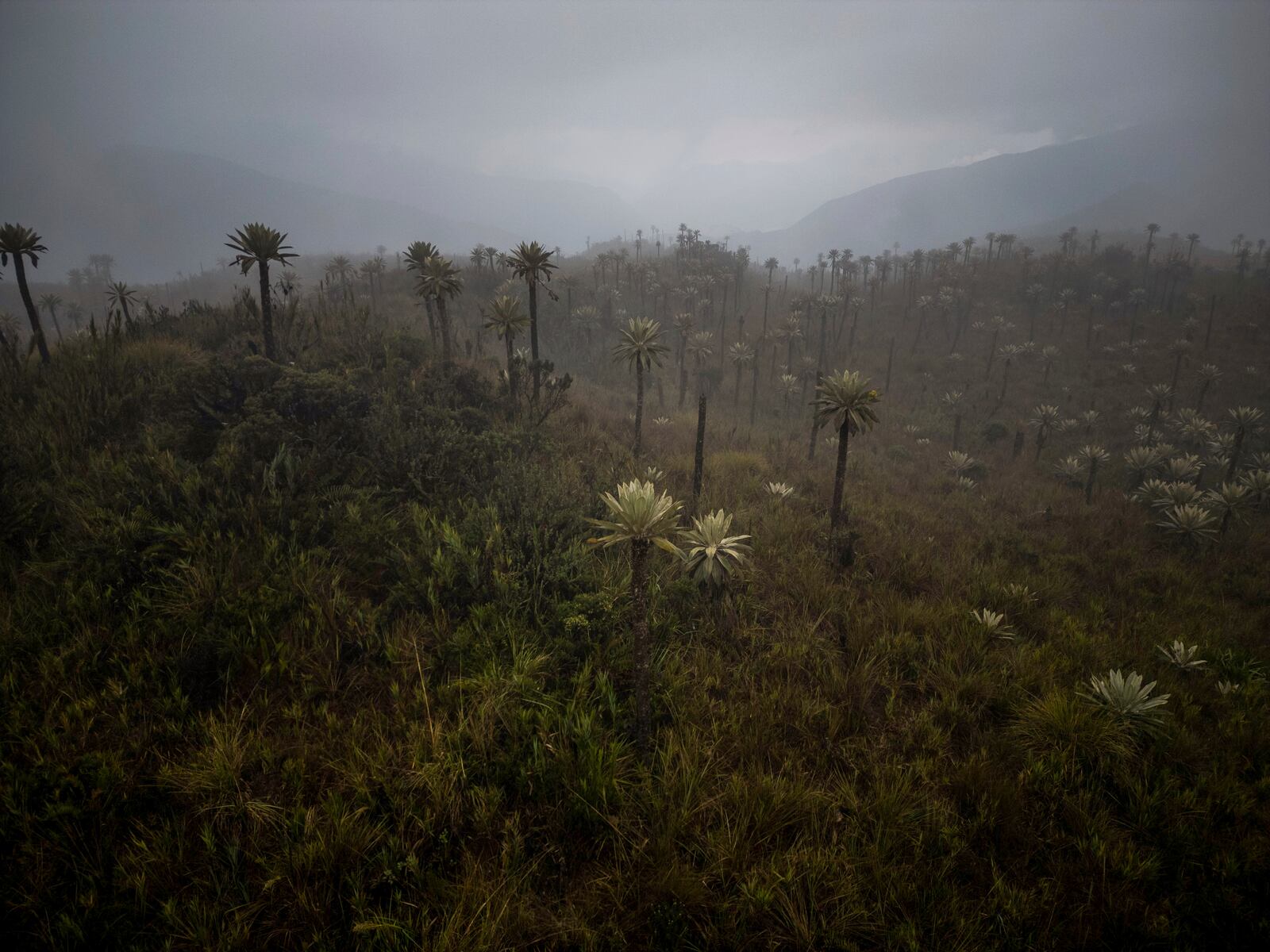 FILE - Plants grow in the paramo of Chingaza National Natural Park, Colombia, Tuesday, March 19, 2024, the primary water source for millions of residents in the capital city of Bogota. (AP Photo/Ivan Valencia, File)