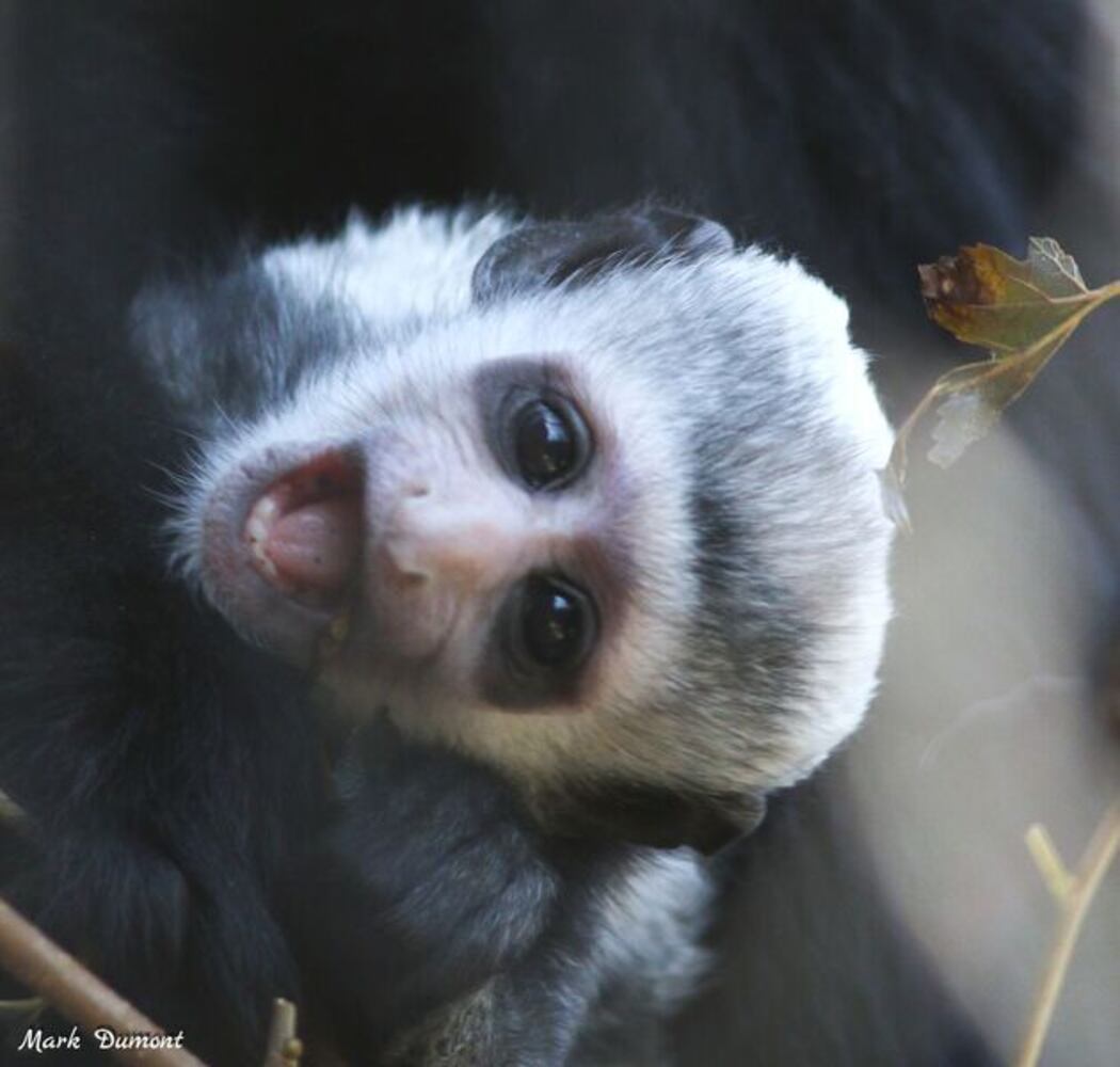 PHOTOS: This first look at Cincinnati Zoo's Zoo babies will be the best part of your day