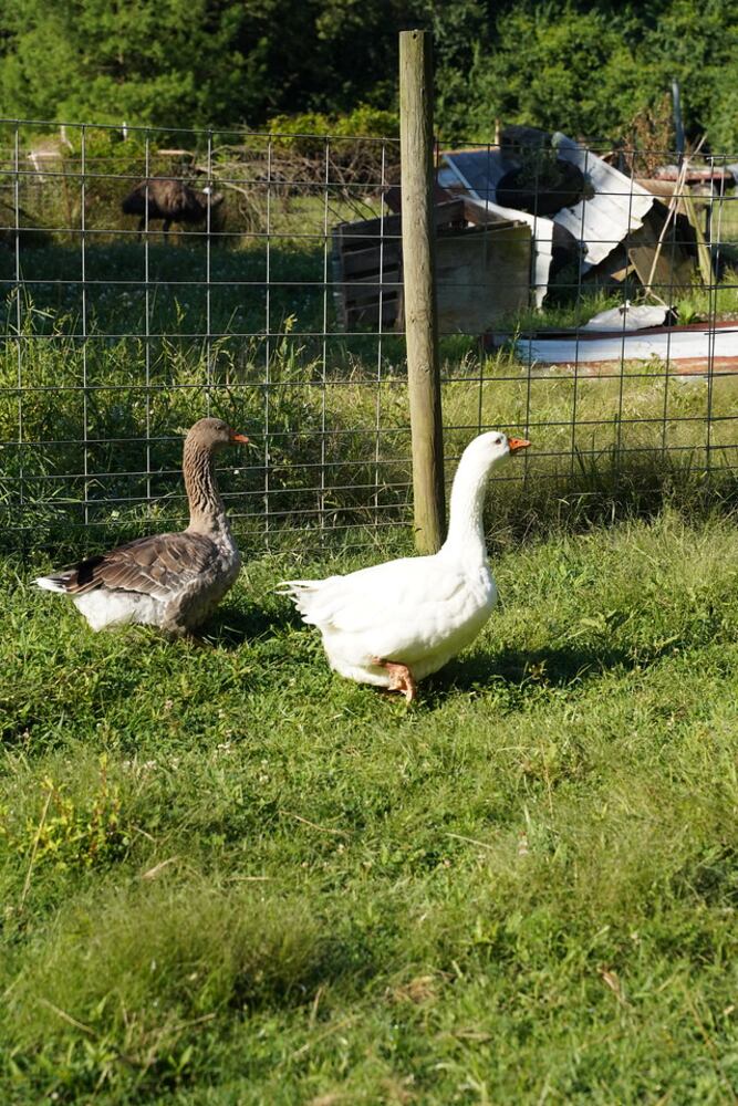 26 animals removed from Jefferson Twp. farm