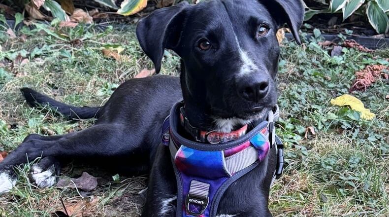 Pictured is Rory, the smart, very cute adopted rescued pup. CONTRIBUTED