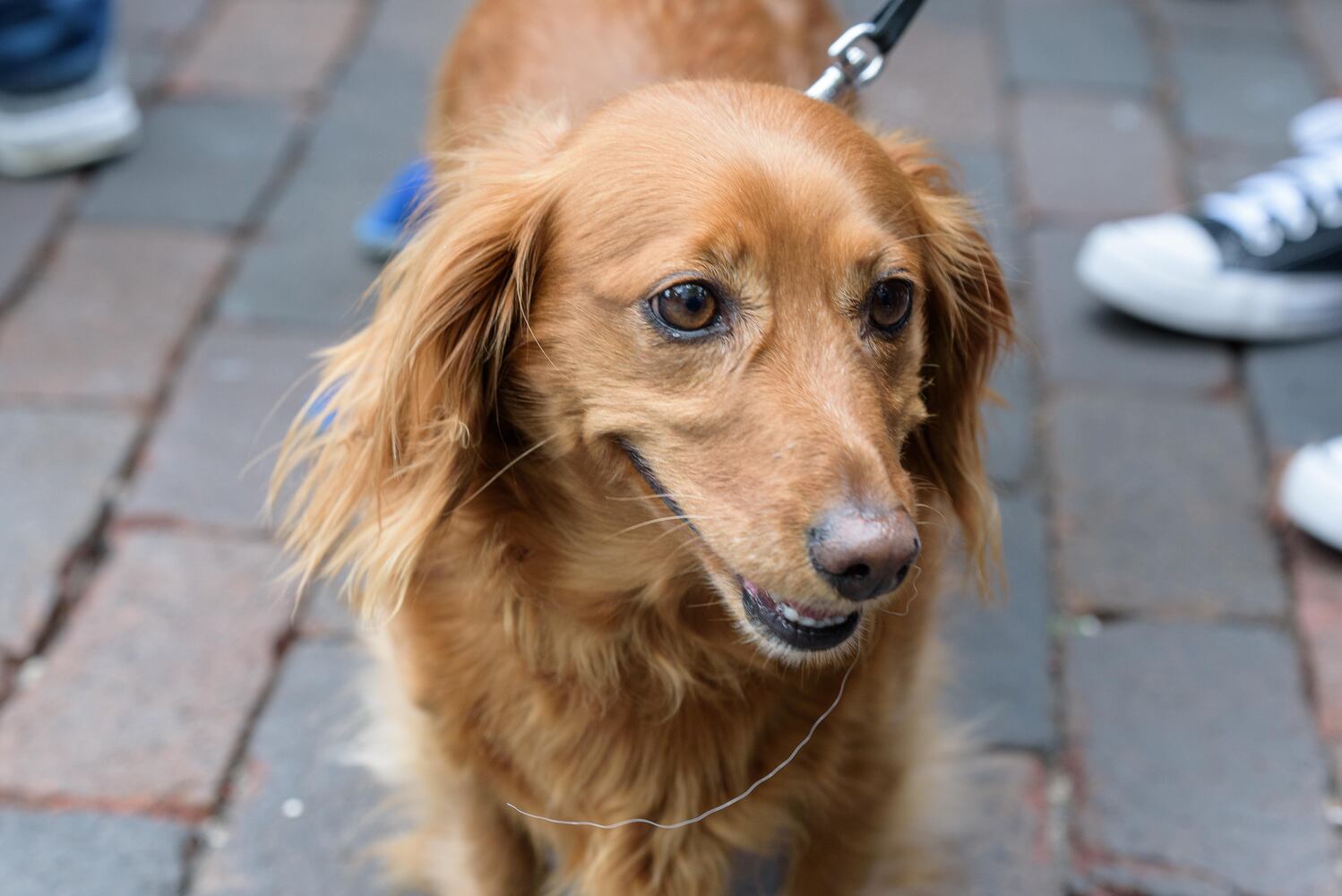 PHOTOS: Did we spot you at the Derby Day Wiener Dog Race in The Oregon District?