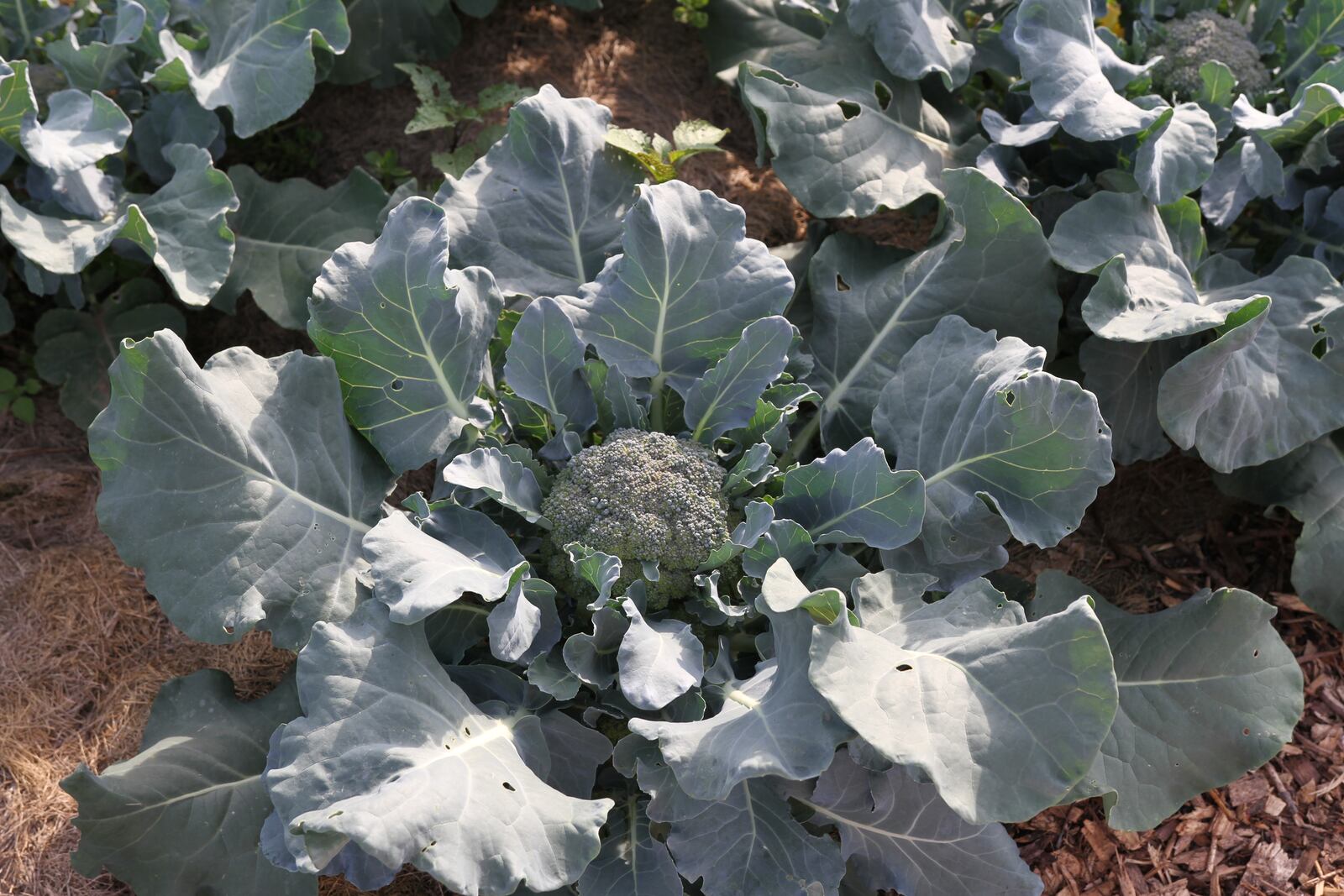 Cold crops such as broccoli love this recent cool weather. CONTRIBUTED