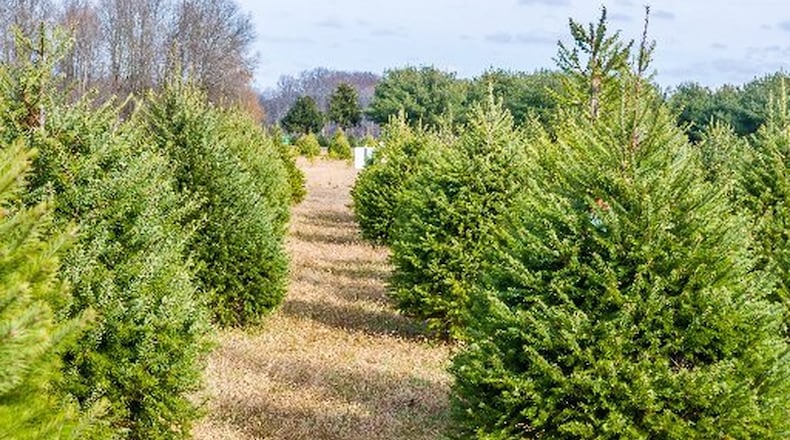 This tree farm had new trees, but used ones from 2018’s holiday will be used for the Vandalia Recreation Center’s Christmas Tree Throw-Off that benefits a local food pantry. CONTRIBUTED