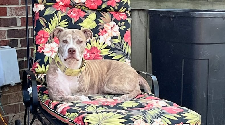 Mookie relaxing in the backyard. CONTRIBUTED