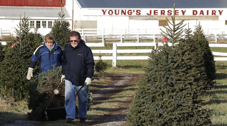 Phil Miller and his daughter, Sara Gray, drag their Christmas trees back to their truck Wednesday after cutting them at Young’s Christmas Tree Farm. Bill Lackey/Staff