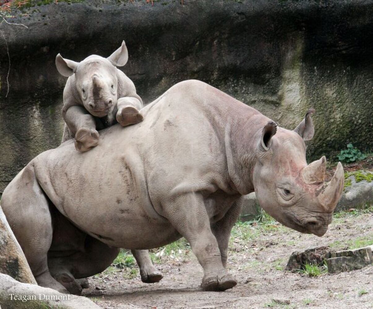 PHOTOS: This first look at Cincinnati Zoo's Zoo babies will be the best part of your day